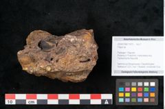 Foto (Objekt + Etikett) von Fagus sp. (NHMW-GEO-2024-0188-11470)